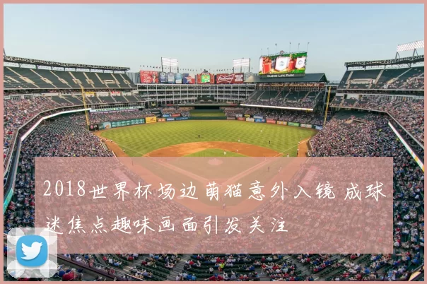 2018世界杯场边萌猫意外入镜 成球迷焦点趣味画面引发关注