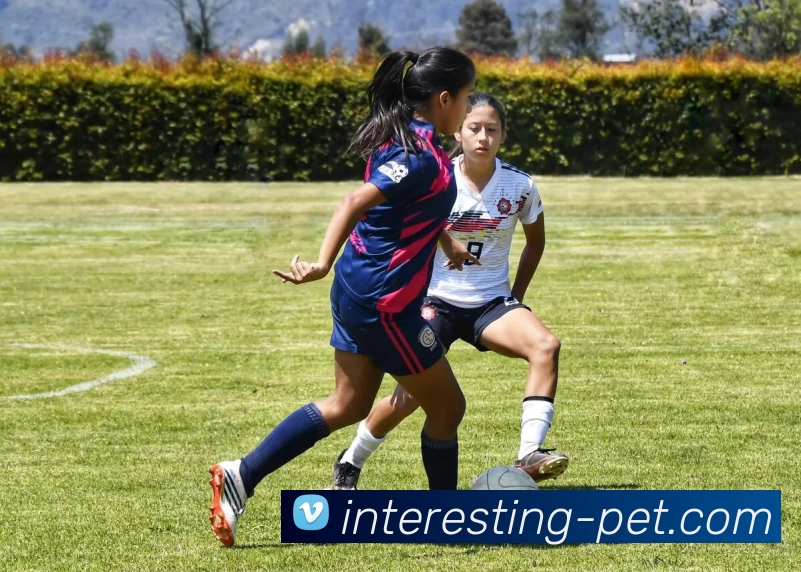 24年欧洲杯冠军预测图点出夺冠热门、球队对位与关键场次影响赛果